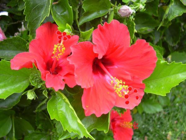 Apartmán Hibiscus Marausa Exteriér fotografie